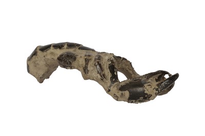 Lot 294 - AN EXCEPTIONALLY LARGE FOSSILISED CRAYFISH  (THALLASIMA) SPECIMEN, 20 MILLION YEARS OLD