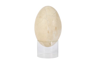 Lot 112 - A RARE EXTINCT MULLERORNIS EGG, MADAGASCAR, PRE 17TH CENTURY