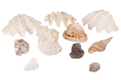 Lot 106 - THREE SMALL CLAM SHELLS