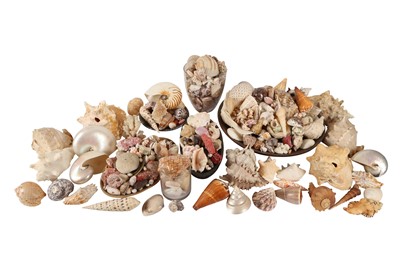 Lot 137 - A LARGE COLLECTION OF VARIOUS SEA SHELLS