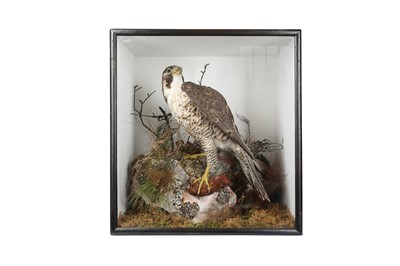 Lot 74 - A TAXIDERMY VICTORIAN PEREGRINE FALCON