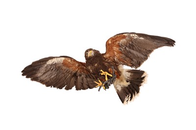 Lot 60 - A TAXIDERMY HARRIS HAWK IN FLIGHT, WALL MOUNTED