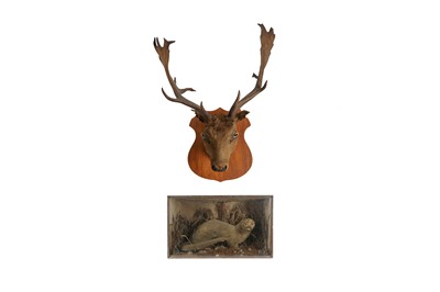 Lot 64 - A TAXIDERMY VICTORIAN OTTER  TOGETHER WITH A STAG'S HEAD
