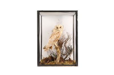 Lot 75 - A VICTORIAN TAXIDERMY BARN OWL BY SCHUMACH & SONS