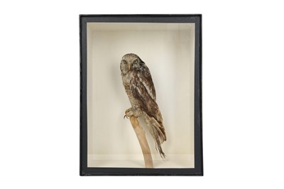 Lot 72 - A VICTORIAN TAXIDERMY HAWK OWL
