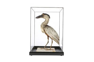 Lot 21 - A VICTORIAN TAXIDERMY BOAT BILLED HERON