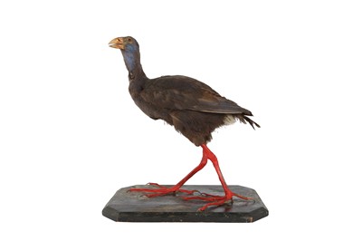 Lot 125 - A VICTORIAN TAXIDERMY AFRICAN PURPLE SWAMP HEN