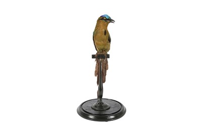 Lot 87 - A VICTORIAN TAXIDERMY AMAZONIAN MOT MOT IN DOME