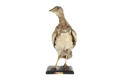 Lot 126 - A VICTORIAN TAXIDERMY LITTLE BUSTARD
