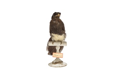 Lot 18 - A VICTORIAN TAXIDERMY TROGON