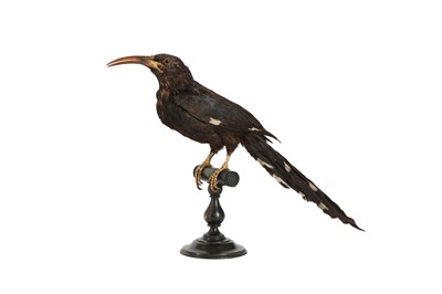 Lot 129 - A VICTORIAN TAXIDERMY GREEN WOOD HOOPOE