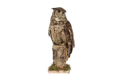 Lot 18A - A TAXIDERMY MAGELLAN EAGLE OWL