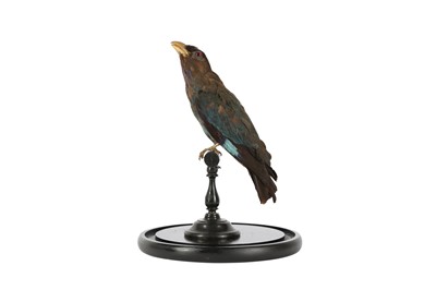Lot 90 - A VICTORIAN TAXIDERMY ORIENTAL DOLLAR BIRD