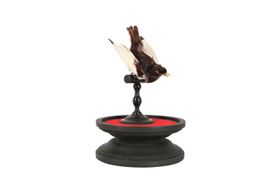Lot 91 - A VICTORIAN TAXIDERMY POMPADOUR COTINGA