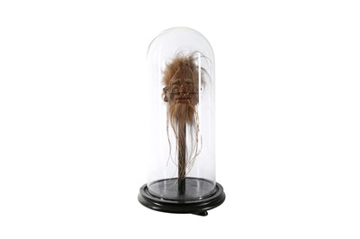 Lot 35 - A FAUX SHRUNKEN HEAD (LLAMA SKIN) UNDER A GLASS DOME