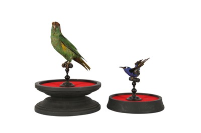 Lot 89 - A VICTORIAN TAXIDERMY MUSK LORIKET TOGETHER WITH A RED LEGGED HONEY CREEPER