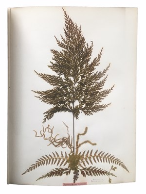 Lot 624 - Botany. Cranwell: New Zealand Ferns