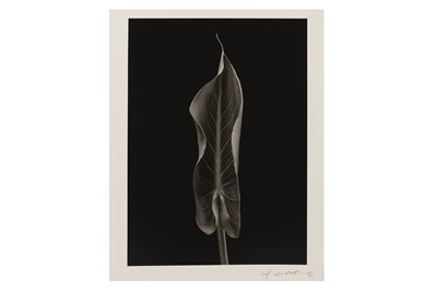 Lot 204 - Chris Cheetham b.1951