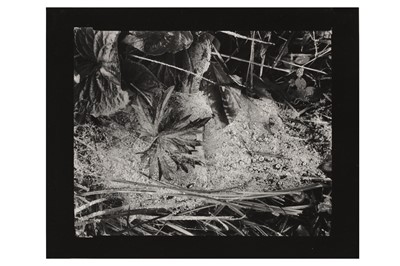 Lot 155 - Paul Strand (1890-1976)