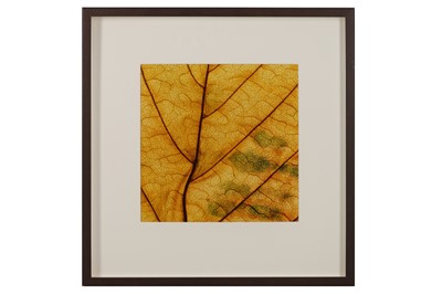 Lot 447 - JAMES GUILLIAM (BRITISH 21TH CENTURY)