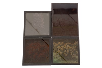 Lot 375 - A Group of Autochrome Plates