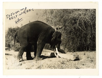 Lot 936 - Sabu