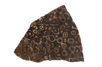 Lot 299 - 100 MILLION YEAR OLD STROMATOLITE FOSSIL