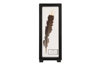 Lot 121 - A TAIL FEATHER OF THE EXTINCT HUIA