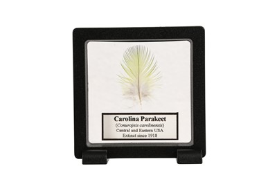 Lot 116 - A FEATHER OF THE EXTINCT CAROLINA PARAKEET
