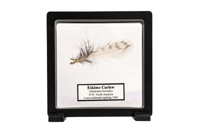 Lot 114 - A FEATHER OF THE EXTINCT ESKIMO CURLEW