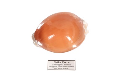Lot 136 - A GOLDEN COWRIE SHELL IN VICTORIAN MUSEUM BOX
