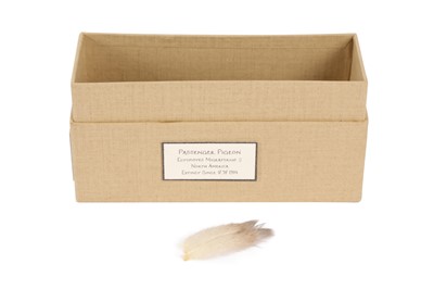 Lot 120 - A FEATHER OF THE EXTINCT FEMALE PASSENGER PIGEON, ECTOPISTES MIGRATORIUS