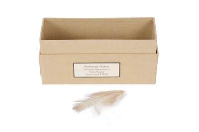 Lot 118 - A FEATHER OF AN EXTINCT MALE PASSENGER PIGEON, ECTOPISTES MIGRATORIUS