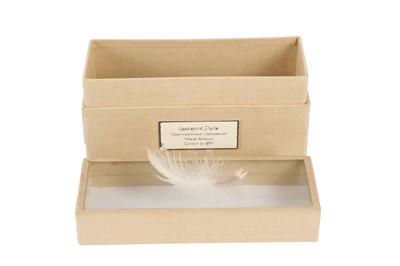 Lot 119 - A FEATHER OF AN EXTINCT LABRADOR DUCK (CAMPTORHYNCHUS LABRADORIUS)