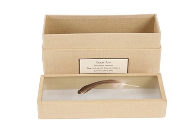 Lot 117 - A FEATHER OF THE EXTINCT GREAT AUK BIRD (PINGUINUS IMPENNIS), THE CLUNGUNFORD AUK