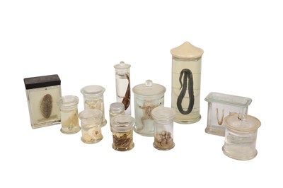Lot 107 - A COLLECTION OF TWELVE PICKLED WET SPECIMENS IN JARS