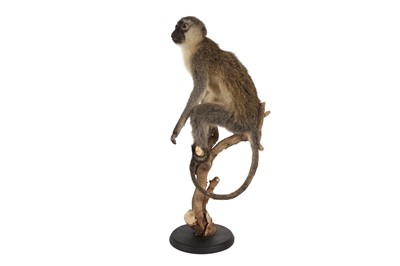 Lot 23 - A TAXIDERMY VERVET MONKEY (CHLOROCEBUS PYGERYTHRUS)
