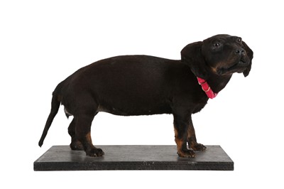 Lot 13 - A TAXIDERMY DACHSHUND (CANIS LUPUS FAMILIARIS)