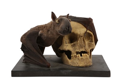 Lot 31 - A TAXIDERMY FRUIT BAT MOUNTED BESIDE A MODEL OF A HUMAN SKULL