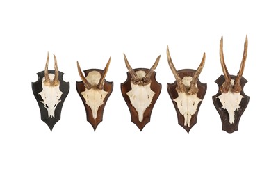 Lot 58 - A COLLECTION OF FIVE ROE DEER ANTLERS ON SHIELDS