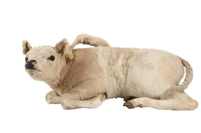 Lot 8 - A TAXIDERMY FIVE LEGGED CALF