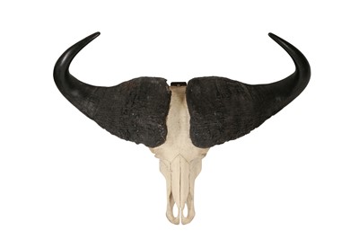 Lot 54 - A CAPE BUFFALO (SYNCERUS CAFFER CAFFER) SKULL AND HORNS