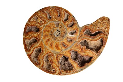 Lot 310 - A LARGE AMMONITE, CRETACEOUS PERIOD