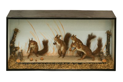 Lot 130 - TAXIDERMY: A RARE DISPLAY OF RED SQUIRRELS PLAYING, IN THE MANNER OF WALTER POTTER