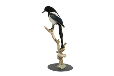 Lot 17 - A TAXIDERMY : A ' DUCKPIE', A CRYPTO-ORNITHOLOGICAL BEAST