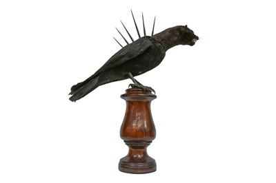 Lot 16 - TAXIDERMY: 'SPINE-BACKED CRINK' A CRYPTOZOOLOGICAL SPECIMEN