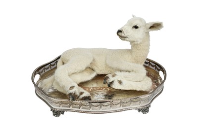 Lot 9 - TAXIDERMY: DINNER IS SERVED
