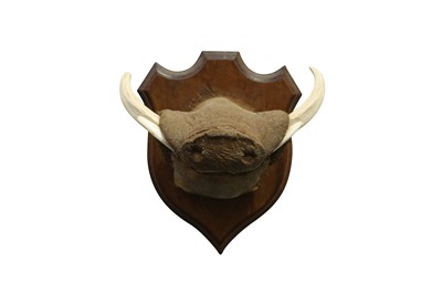 Lot 55 - TAXIDERMY: AN UNUSUAL WARTHOG SNOUT WITH TASKS