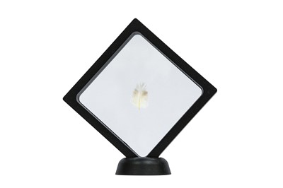 Lot 113 - AN EXTINCT MALE PASSENGER PIGEON ( ECTOPISTES MIGRATORIUS) FEATHER