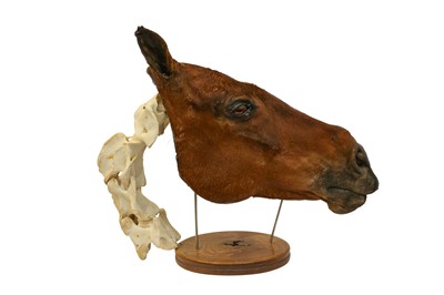 Lot 7 - TAXIDERMY: A UNIQUE COMPARATIVE ANATOMY HORSE HEAD